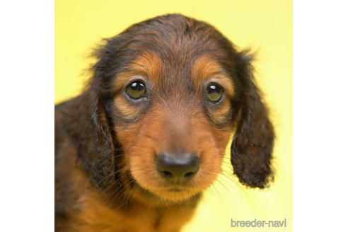 成約済の東京都のカニンヘンダックスフンド(ロングヘアード)-188153